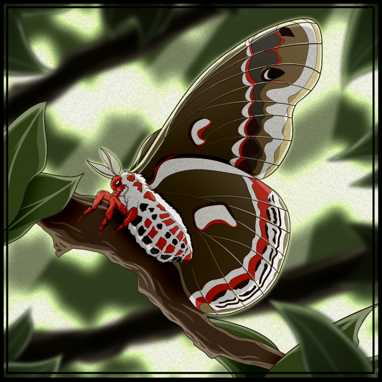 Cecropia Moth